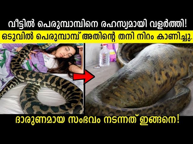 രഹസ്യമായി പെരുമ്പാമ്പിനെ വളർത്തിയ യുവതിക്ക്  സംഭവിച്ചത്  കണ്ടോ!