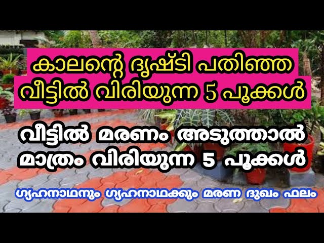 വീട്ടിൽ മരണം അടുത്താൽ മാത്രം വിരിയുന്ന അഞ്ചു പൂക്കൾ