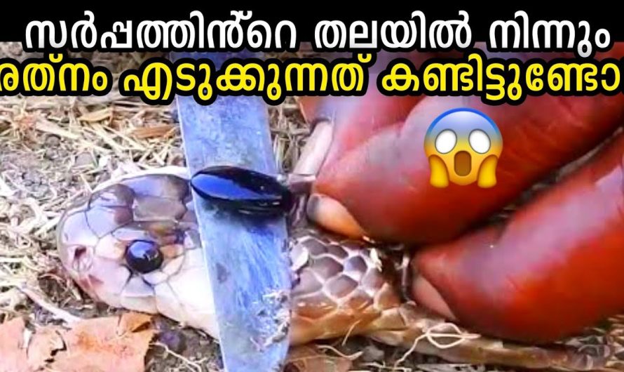 നിങ്ങൾ ആദ്യമായി കേൾക്കാൻ പോകുന്ന പാമ്പുകളെ കുറിച്ചുള്ള രഹസ്യങ്ങൾ! 😲