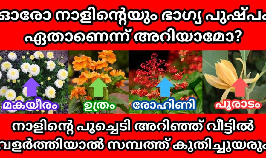 ഓരോ നാളിന്റെയും ഭാഗ്യ പുഷ്പം ഏതാണെന്ന് അറിയാമോ?