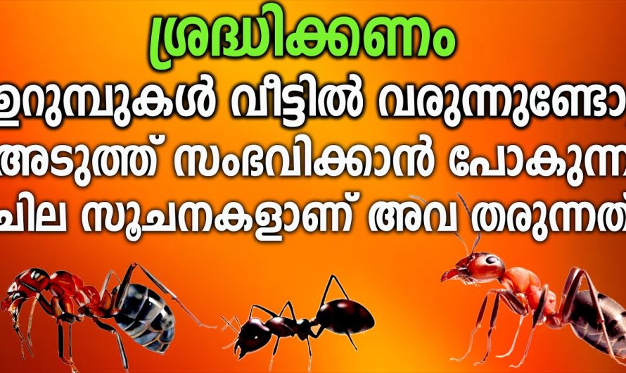 ലക്ഷണശാസ്ത്രപ്രകാരം ഈ ഉറുമ്പുകൾ നൽകുന്ന മുന്നറിയിപ്പ്,