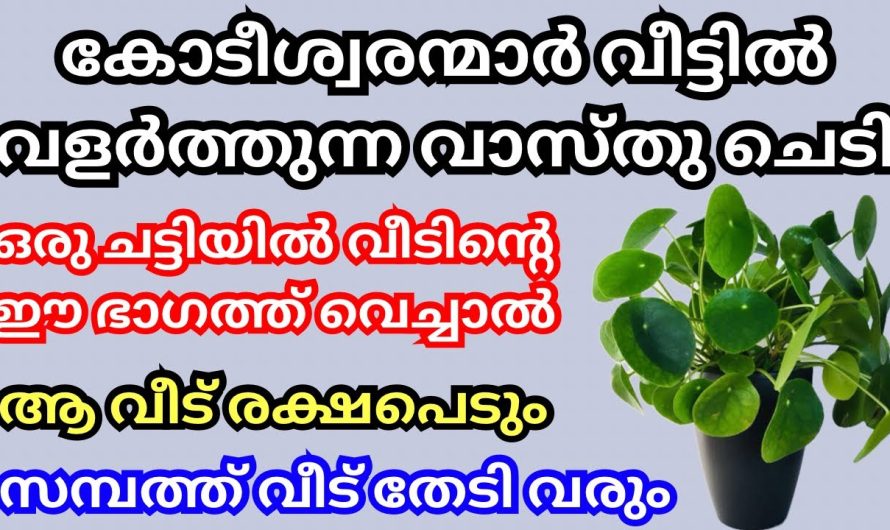 കോടീശ്വരന്മാർ വീട്ടിൽ വളർത്തുന്ന ചെടി, ഇത് വീട്ടിൽ ഒരു ചട്ടിയിൽ വളർത്തൂ