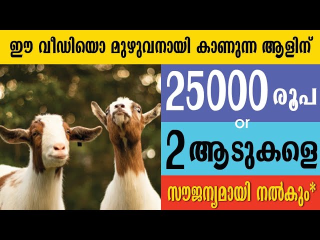 25000 രൂപയോ 2 ആടുകളെയൊ നിങ്ങൾക്ക് ലഭിക്കും ഈ വീഡിയോ മുഴുവനായി കാണുക