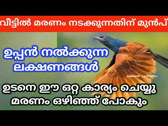 വീട്ടിൽ മരണം നടക്കുന്നതിന് മുൻപ് ഉപ്പൻ നൽക്കുന്ന സൂചനകൾ