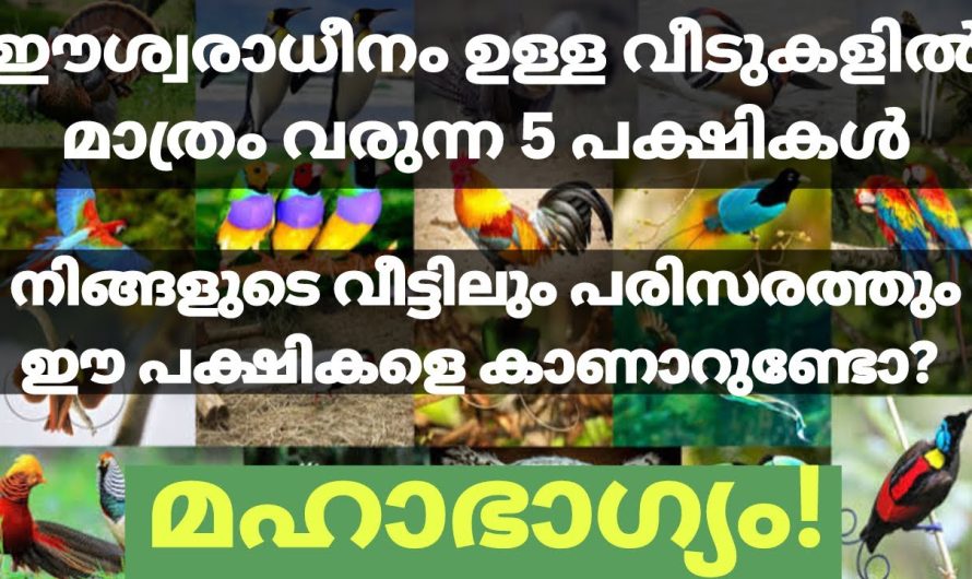 ഈശ്വരാധീനം ഉള്ള വീടുകളിൽ മാത്രം വരുന്ന 5 പക്ഷികൾ!  മഹാഭാഗ്യം കൈവരും