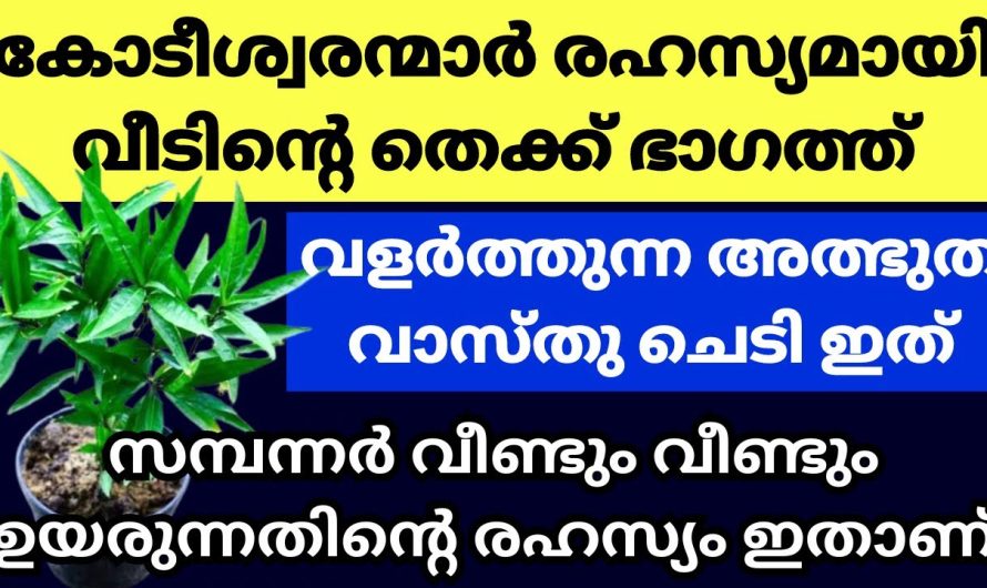 വാസ്തു ചെടികളിൽ പ്രധാനികൾ ഇവർ, ഏറ്റവും ഫലപ്രദമായി result തരുന്ന ചെടികൾ