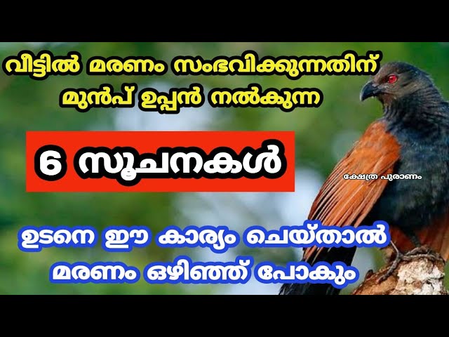 വീട്ടിൽ മരണം നടക്കുന്നതിന് മുൻപ് ഉപ്പൻ നൽകുന്ന സൂചനകൾ