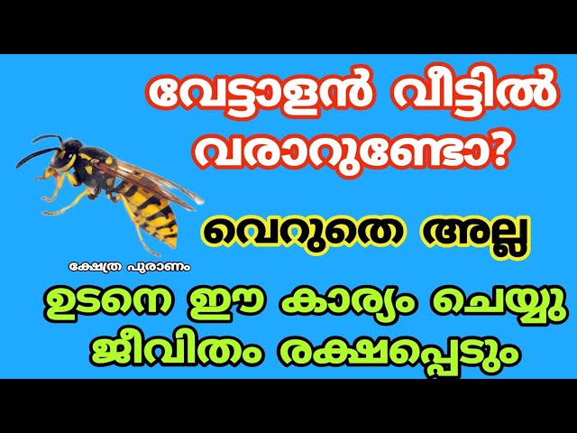 വേട്ടാളൻ വീട്ടിൽ കൂട് കൂട്ടിയാലുള്ള ഞെട്ടിക്കുന്ന ഫലങ്ങൾ…