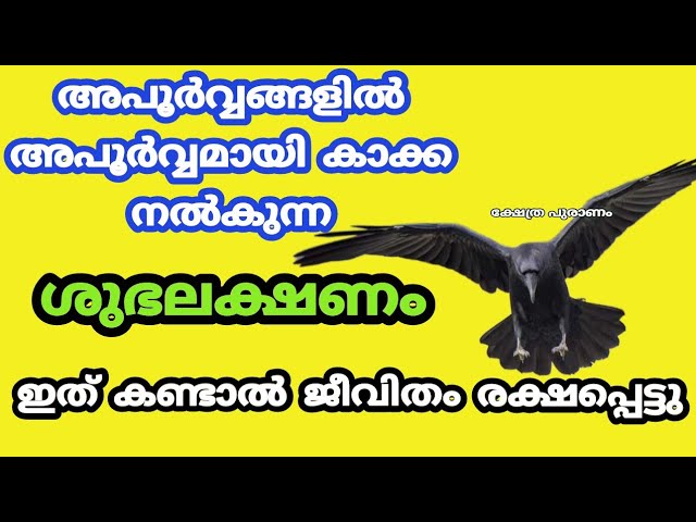 അപൂർവ്വങ്ങളിൽ അപൂർവ്വമായി കാക്ക നൽകുന്ന ശുഭലക്ഷണം കണ്ടാൽ ജീവിക്കം രക്ഷപ്പെട്ടു.