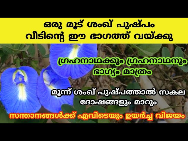 ഗൃഹദോഷങ്ങൾ മാറാൻ ഈ പുഷ്പം നട്ടുവളർത്തു ഭാഗ്യ മാത്രമേ ഉണ്ടാകൂ…