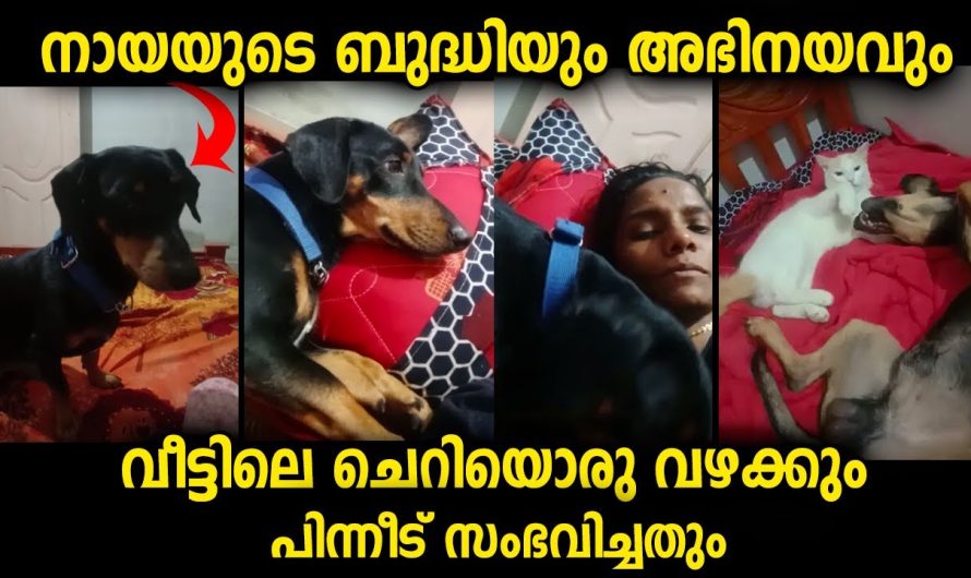 വളർത്തുനായയുടെ ബുദ്ധിയും അഭിനയവും വീട്ടമ്മയുമായുള്ള സൗഹൃദവും കിടിലൻ വീഡിയോ