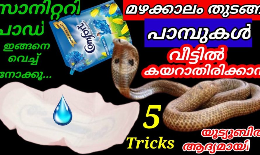 മഴക്കാലം തുടങ്ങി ഇങ്ങനെയൊക്കെ ചെയ്തില്ലെങ്കിൽ പാമ്പ് വീടിനുള്ളിൽ കയറി കൂടും ശ്രദ്ധിക്കുക