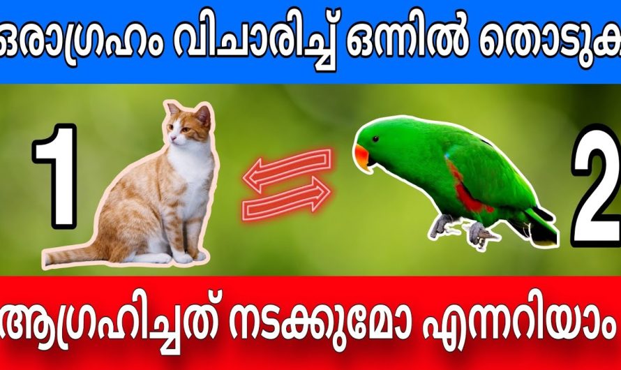 ഒരു ചിത്രം മനസ്സിൽ കാണു , വരാനിരിക്കുന്ന ഭാഗ്യത്തെ കുറിച്ചറിയാം