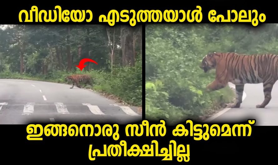 കാർ യാത്രക്കാരൻ വീഡിയോ ഓണാക്കിയപ്പോൾ ഇത്രയും ഗംഭീര സീൻ പ്രതീക്ഷിച്ചുകാണില്ല