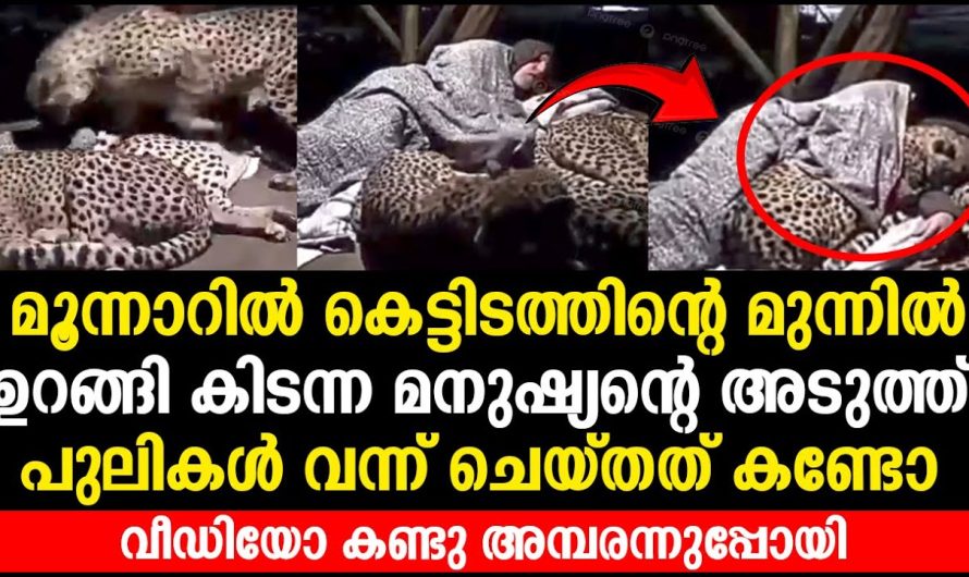 കെട്ടിടത്തിന്റെ മുന്നിൽ ഉറങ്ങി കിടന്ന മനുഷ്യന്റെ അടുത്ത പുലികൾ വന്ന് ചെയ്തത് കണ്ടോ