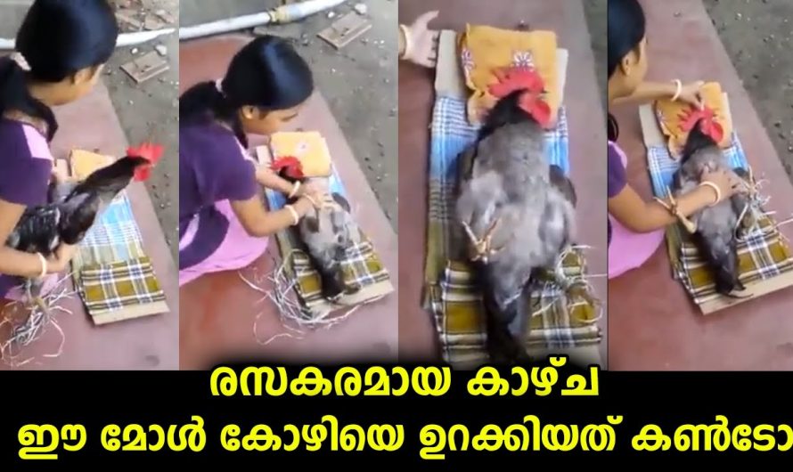 രസകരമായ സംഭവം…ഈ മോൾ കോഴിയെ ഉറക്കിയത് കണ്ടോ…