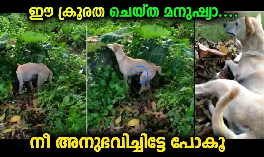 ഒരു പട്ടിയേ പോലും വെറുതേ വിടാത്ത മനുഷ്യാ…നിങ്ങളൊന്നും ഒരു കാലത്തും ഗുണം പിടിക്കില്ല.. ഇത് സത്യം