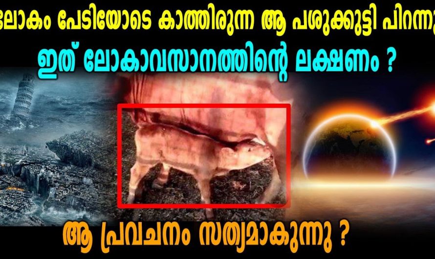 ലോകാവസാനത്തിന്റെ സൂചനയുമായി ചുവന്ന പശുക്കുട്ടി😱