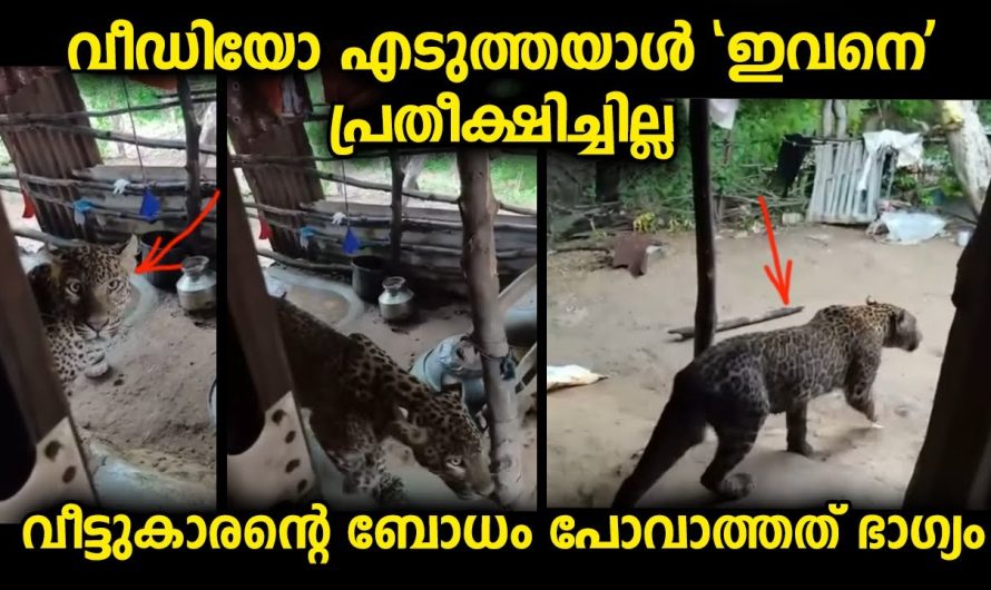 വീഡിയോ എടുത്ത വീട്ടുകാരൻ ഇത്രയും പ്രതീക്ഷിച്ചു കാണില്ല…