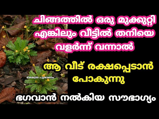 മുക്കുറ്റി തനിയെ വളർന്നാൽ മഹാഭാഗ്യം ചിങ്ങത്തിൽ ഇത് നടക്കും