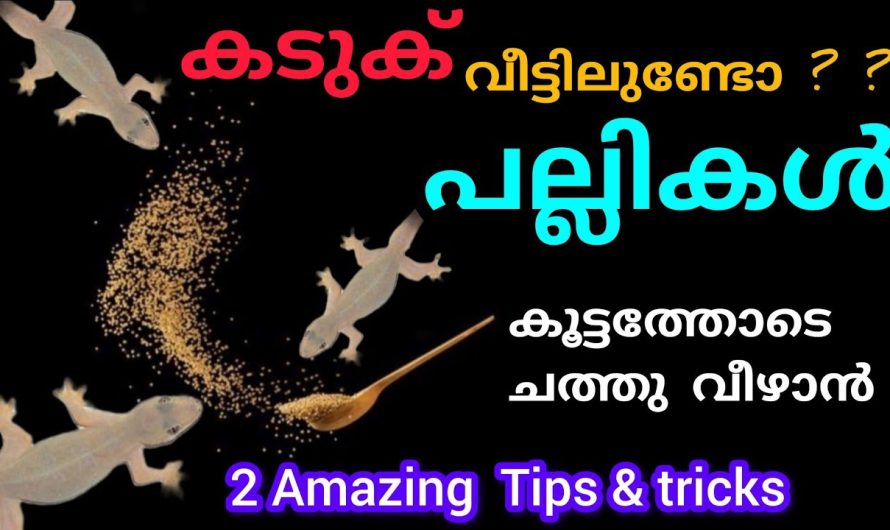 പല്ലികൾ കൂട്ടത്തോടെ ചത്തു വീഴാന്‍ ഒരു സ്പൂണ്‍ കടുക് മാത്രം മതി