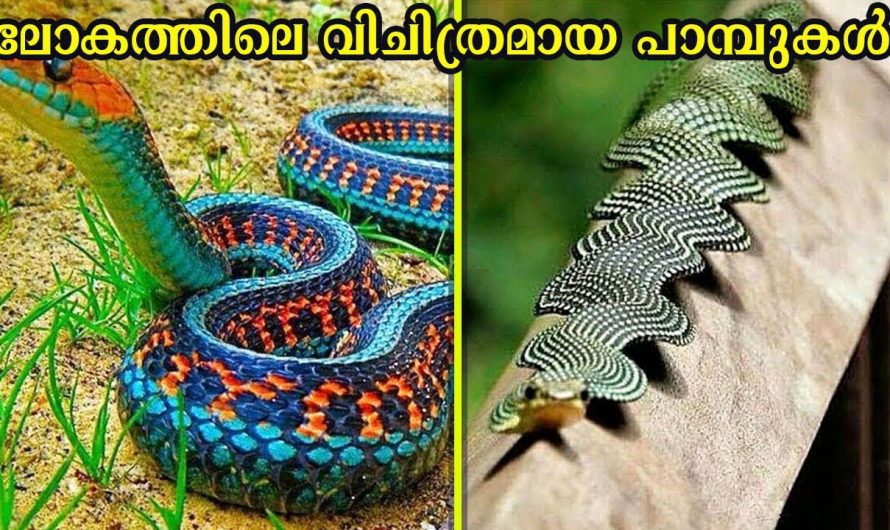 ലോകത്തിലെ വിചിത്രമായ പാമ്പുകൾ