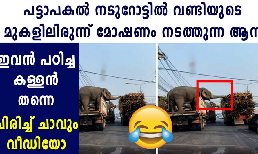 ഇവൻ പഠിച്ച കള്ളൻ തന്നെ… രസകരമായിട്ടുള്ള ഒരു വീഡിയോ…