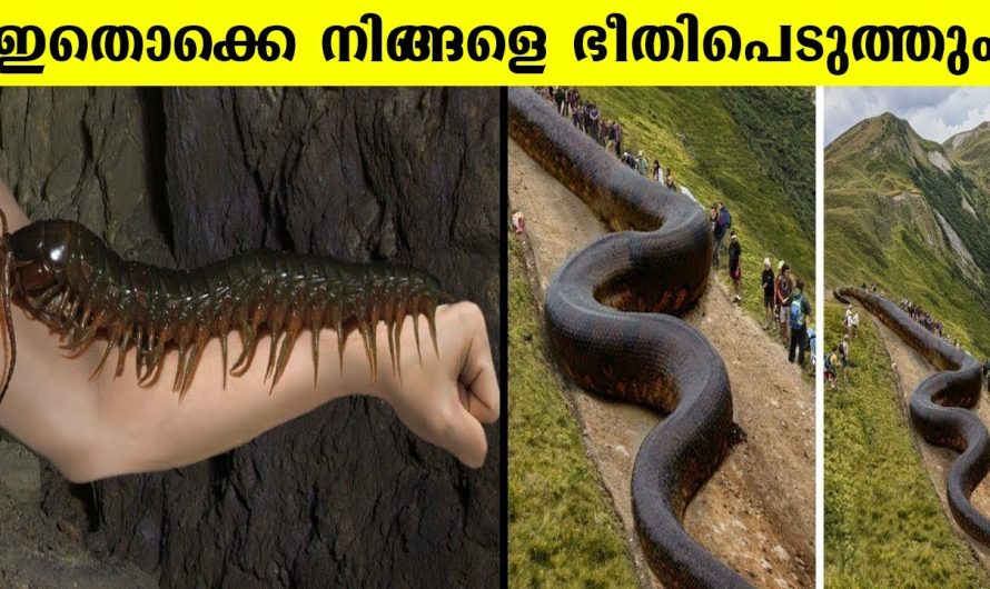 ആമസോൺ കാടുകളിലെ ഏറ്റവും അപകടകാരികൾ