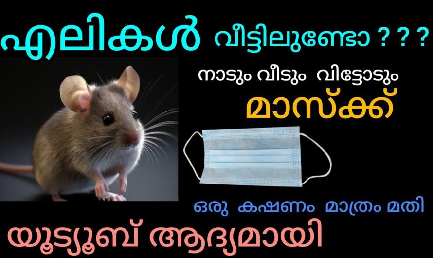 എലികൾ നാടും വീടും വിട്ടോടാൻ ഒരു മാസ്ക് മാത്രം മതി |