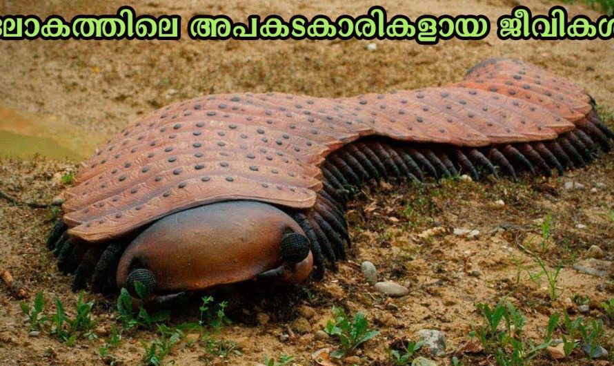 ലോകത്തിലെ അപകടകാരികളായ പത്ത് ജീവികൾ