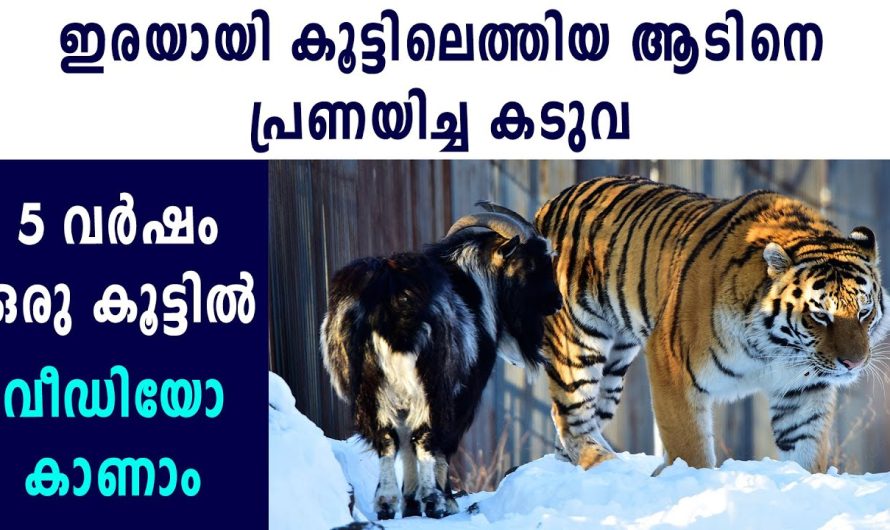 കടുവയും ആടും തമ്മിലുള്ള അപൂര്‍വ്വ സൗഹൃദം കാണാം