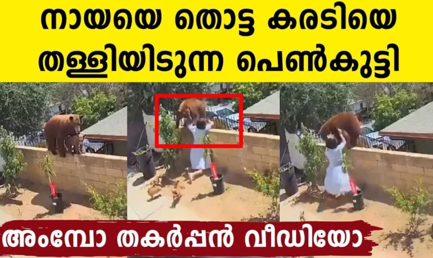 കരടിയെ മതിലിൽനിന്നും തള്ളിയിട്ട് ഞെട്ടിച്ചൊരു പെൺകുട്ടി