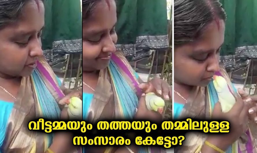 തത്തയെ പലരും വളർത്തിയിട്ടുണ്ടാവും ,ഇത് പോലെ ഇണക്കിയെടുക്കാൻ നല്ല ക്ഷമ വേണം