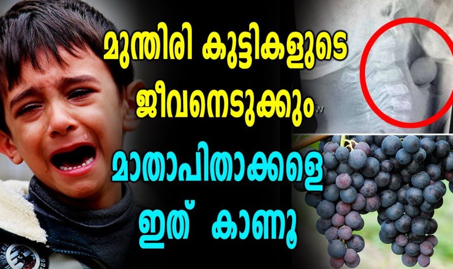 മാതാപിതാക്കള്‍ക്ക് മുന്നറിയിപ്പ് മുന്തിരി കുട്ടികളുടെ ജീവനെടുക്കും