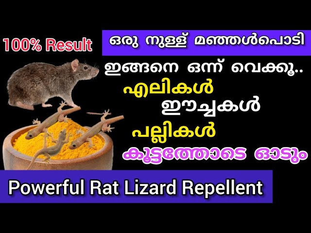 എലികൾ പല്ലികൾ ഉറുമ്പുകൾ കൂട്ടംകൂട്ടമായി ഓടും|ഒരു സ്പൂൺ മഞ്ഞൾപൊടി മതി