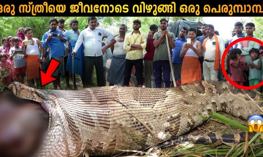 കാണാതായ സ്ത്രീയെ കണ്ടെത്തിയത് പാമ്പിന്റെ വയറ്റിൽ