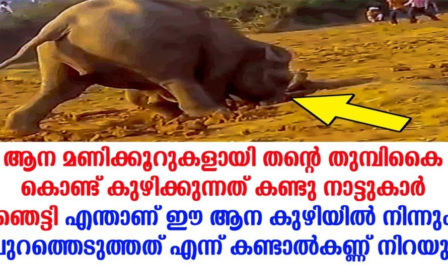 ഈ അമ്മആന മണ്ണിനടിയിൽ നിന്നും കുഴിച്ചെടുത്തത് എന്താണെന്നു കണ്ടാൽ ചങ്ക് തകരും