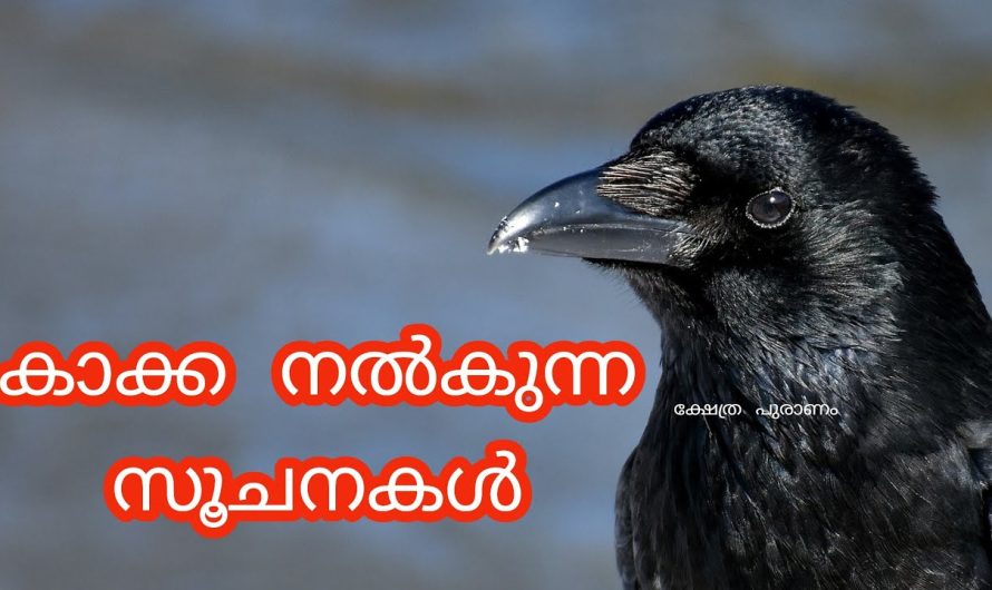 കാക്കയ്ക്ക് ദിവസവും ആഹാരം നൽകിയാൽ…കാക്ക വീട്ടിൽ വന്നാൽ നാം ചെയ്യെണ്ട കാര്യങ്ങൾ