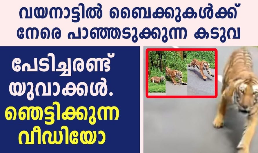 കടുവയില്‍ നിന്ന് രക്ഷപ്പെട്ടത് തലനാരിഴയ്ക്ക്.