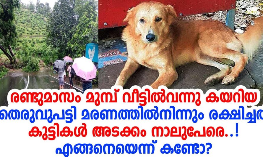 മരണത്തിന് പോലും വീട്ടുകാരെ വിട്ടുനല്‍കാതെ ഈ നായ.