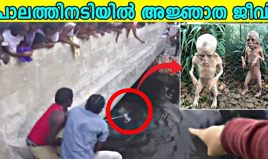 പാലത്തിനടിയിൽ നിന്നും അജ്ഞാത ജീവിയെ കണ്ടെത്തിയപ്പോൾ