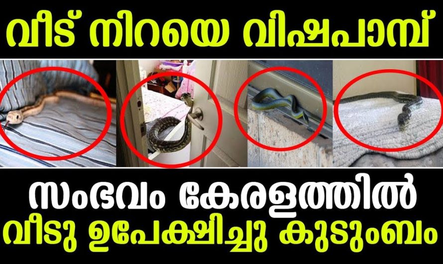 വീട് നിറയെ പാമ്പ്‌ ! ഒടുവില്‍ വീട് ഉപേക്ഷിച്ചു കുടുംബം ! സംഭവം കേരളത്തില്‍