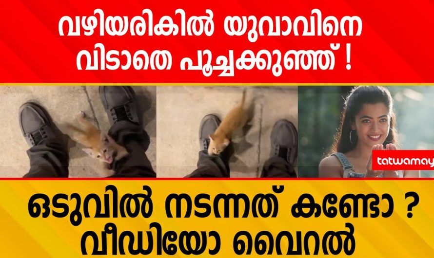 എന്നെ എടുക്ക് ചേട്ടാ….വഴിയരികിൽ യുവാവിനെ വിടാതെ പൂച്ചക്കുഞ്ഞ് ; വീഡിയോ വൈറൽ