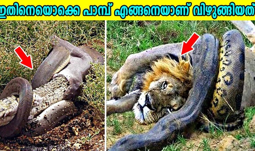 പാമ്പ് വിഴുങ്ങിയ വിചിത്ര വസ്തുക്കൾ |