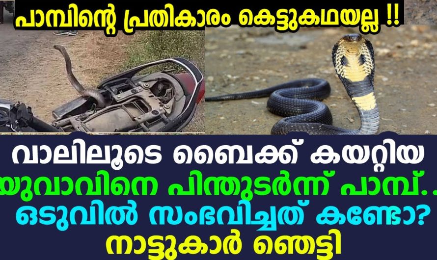 നോവിച്ചവനെ തേടി രണ്ടുകിലോമീറ്റര്‍ ഇഴഞ്ഞ പാമ്പ് | ഞെട്ടിക്കുന്ന അനുഭവവുമായി യുവാവ്