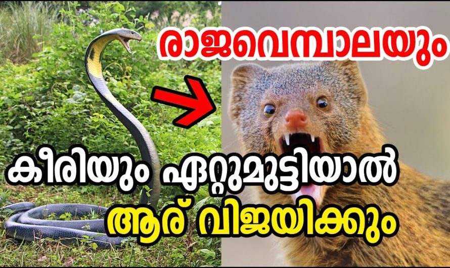 കീരിയും രാജവെമ്പാലയും ഏറ്റുമുട്ടല്‍