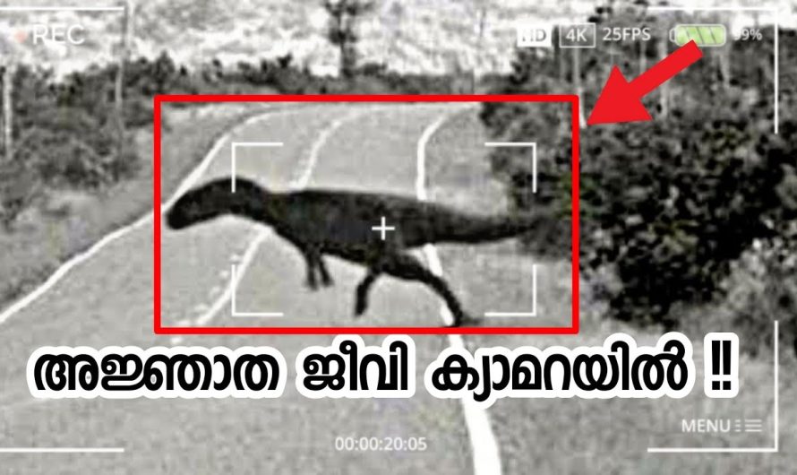 അജ്ഞാത ജീവികൾ CAMERA യിൽ പതിഞ്ഞപ്പോൾ