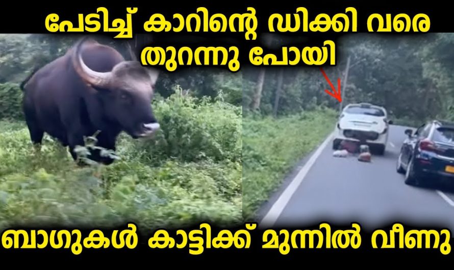 എജ്ജാതി സൈസ്…കാട്ടിക്ക് മുന്നിൽ പെട്ട കാറിന്റെ ഡിക്കി തുറന്നുപോയ സംഭവം