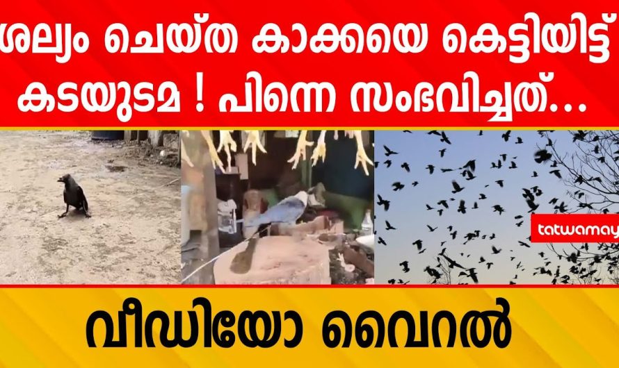 കാക്കയെ കെട്ടിയിട്ടു ; പിന്നെ നടന്നത്…