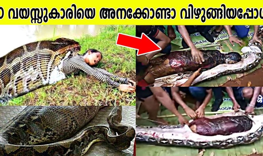 പത്തു വയസ്സുകാരിയെ അനാകൊണ്ട വിഴുങ്ങിയപ്പോൾ…